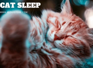Feline Dreamland: Exploring The Mysteries Of Cat Sleep