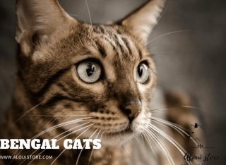 How Much Money Is A Bengal Cat?