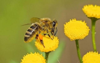 Bees Are Living Significantly Shorter Lives, Which Is A Problem For The Entire World
