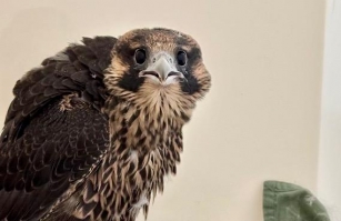Young Bay Area Falcons Plunge From Nests, Including Peregrine That Fell From The 18th Floor Of San Jose City Hall