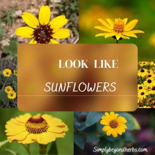 20+ Stunning Flowers That Look Like Sunflowers