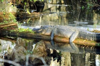 Best Time To Visit The Everglades