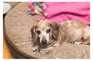 Elder Pet Care: Tips For Caring For Your Elderly Dog