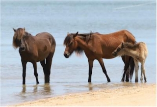 Explore The Majesty Of Shackleford Banks: Tips For Viewing Wild Horses On The Crystal Coast Of NC