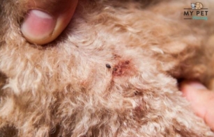 How To Protect Your Pets From Fleas This Season: Tips And Natural Remedies