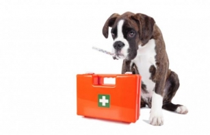 Pet First Aid Basics: What Every Pet Owner Should Know