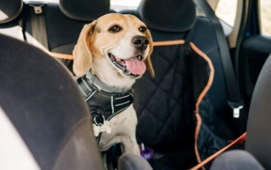 The Ultimate Guide to Pet Safety in Vehicles