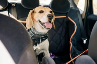 The Ultimate Guide To Pet Safety In Vehicles