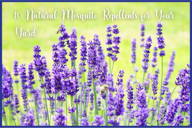 10 Natural Mosquito Repellents for Your Yard