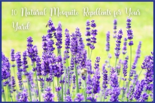 10 Natural Mosquito Repellents For Your Yard