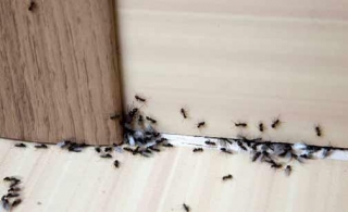 Natural Ways To Eliminate Ants In Your Bathroom