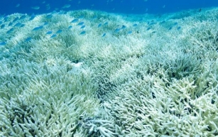 Unprecedented Coral Bleaching Strikes the Great Barrier Reef Again
