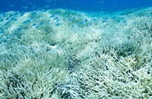 Unprecedented Coral Bleaching Strikes The Great Barrier Reef Again