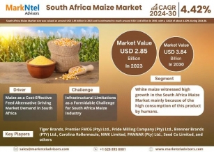 South Africa Maize Market Insight – Top Companies, Segment, And Demand Analysis – 2030