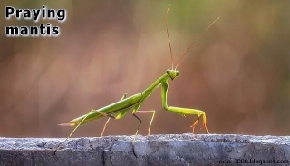 The Praying Mantis Has Only One Ear - Interesting Fact