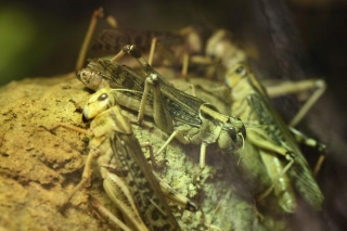 Cicada Broods To Swarm America Simultaneously
