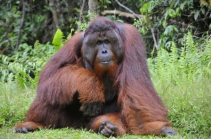Orangutan Heals Himself With Plant Medicine