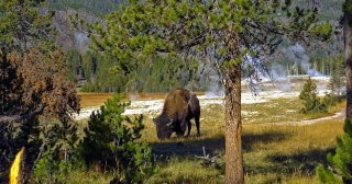 The Ultimate Travel Guide To Yellowstone National Park [2024] - Upgraded Points