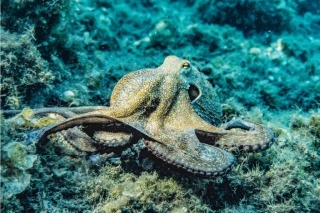 Octopus Genetics Study Pushes Back Origin Of Sex Chromosomes In Animals