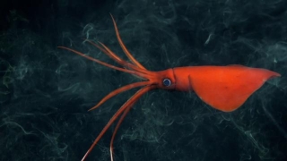 Over 100 Never-Before-Seen Species Discovered Along Deep Sea Mountain Range
