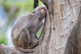 US Firm Plans City Of 30,000 Monkeys For Medical Research, Locals Outraged