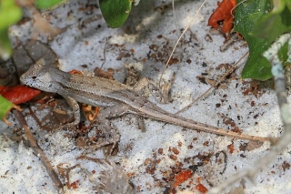10 Types Of Lizards In Florida