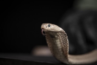 New Universal Antivenom May Save Thousands From Deadly Snake Bites
