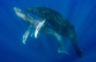First-ever Photos Taken Of Humpback Whales Having Sex Involves Two Males
