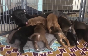 Ten Months Later, Mama Dog Gets To See Her Twelve Adult Puppies, And It’s Adorable.