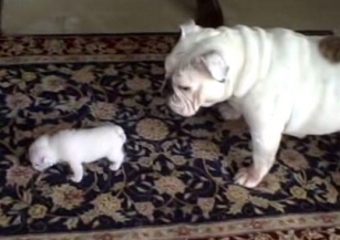 Angry Baby Bulldog Throws Tantrum To Mama, Garnering 32 Million Views.
