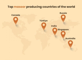 India To Emerge As The Largest Masoor Producer In Future