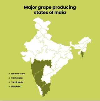 Rising Demand For Indian Grapes In The European Market