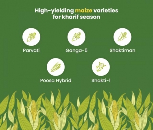 High-Yielding Maize Varieties For Kharif Season