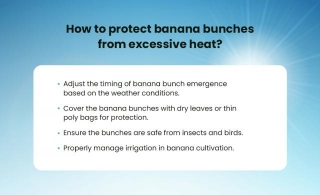 Protect Banana Crops From The Effects Of El Nino