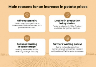 Potato Prices Reached ₹1944 Per Quintal In April 2024