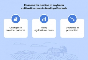 Decline In Soybean Cultivation Expected In Madhya Pradesh