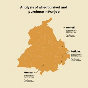 Wheat Procurement Gains Momentum In Punjab