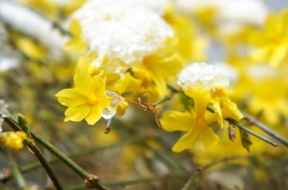 Winter Plants In Canada: A Gardener's Guide For Thriving Flora In Cold Weather