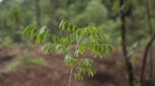 Students Sow Seeds Of Change: Planting 1,000 Trees For A Greener Vietnam