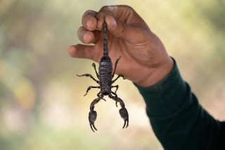 Scorpion And Its Venom