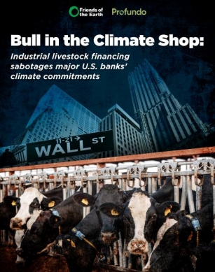 Financing Industrial Livestock 'undermines' US Banks’ Climate Commitments: Report
