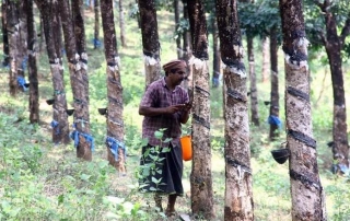 Tyre Cartel's Monopoly: Farmers' Groups Seek Legal Fight For Better Price For Raw Rubber