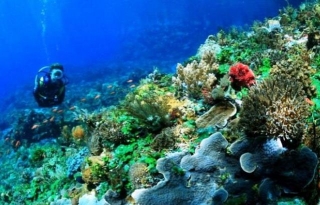 Mengenal Sumber Daya Laut Di Indonesia: Kekayaan Yang Memukau