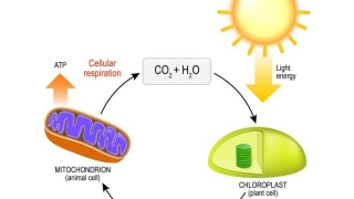 The Role Of Oxygen In Cellular Respiration For Sustaining Life.