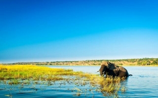 Ehrfurcht Gebietende Begegnungen Mit Der Tierwelt: Die Wunder Des Chobe-Nationalparks In Afrika Erkunden