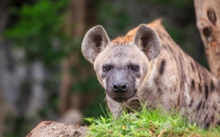 The Social Hyena: Nature's Misunderstood Hunter