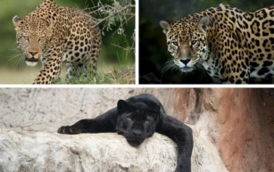 Erkenne den Unterschied: Die Welt der Leoparden, Jaguare und Schwarzen Panther erkunden