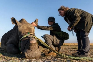 Triomphe Pour La Conservation : 120 Rhinocéros Blancs Du Sud Transférés Dans Le Grand Kruger