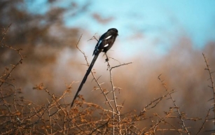 Les ailes de l'émerveillement : Exploration des sites spectaculaires d'observation des oiseaux du parc national Kruger