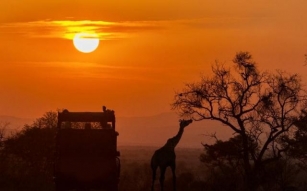 Begeben Sie Sich Auf Die Safari Ihres Lebens: Tauchen Sie Ein In Den Nervenkitzel Von Nhongo Safaris!